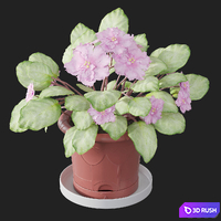 Usambara violet (Saintpaulia) 3D Model Corona