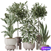 Indoor plants set 74 Ficus Microcarpa Indian Laurel and Ficus Cyathistipula African Fig and Aspidistra Elatior and ParadiseBird