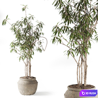 Song of India Tree in Pot