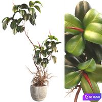 Bonsai Jungle Ficus Elastica Rubber Tree 339