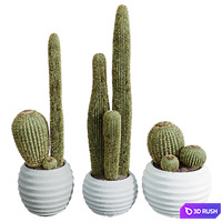 AV HousePlants Cactus Echinocactus Grusonii Golden Barrel Tree