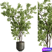 Ficus elastica branch in a metal pot - set indoor plant 618