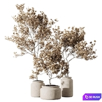 Set of indoor living plants in pots 17