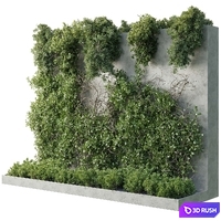 Vertical Wall Garden - Ivy partition - Outdoor garden plant 216