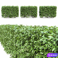 Ligustrum  hedge