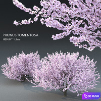 Prunus tomentosa (cherry)