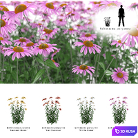 Echinacea purpurea bush | Echinacea purpurea