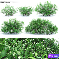 Euonymus