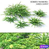 Barbaris Tunberga Green Carpet