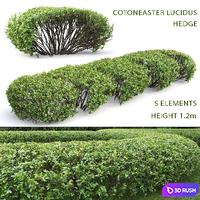 Cotoneaster lucidus hedge # 1