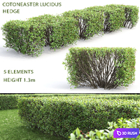 Cotoneaster