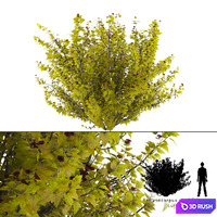 Luteus canniferous buzzard | Physocarpus opulifolius Luteus