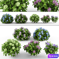 Hydrangea