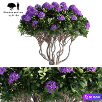 Rhododendron Hybrid | Rhododendron hybrida