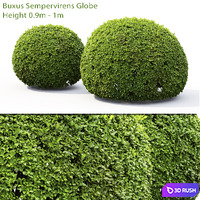 Buxus