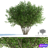 Common hazel | Corylus avellana
