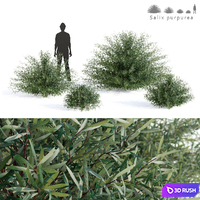 Purple willow | Salix purpurea