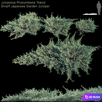 Juniperus Procumbens "Nana" | Dwarf Japanese Garden Juniper
