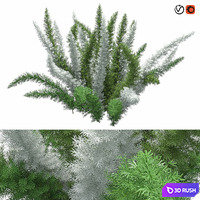 Asparagus Densiflorus Meyersii W