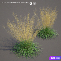 Pike turfy Lugovik | Deschampsia cespitosa goldtau