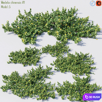 Wedelia chinensis # 1