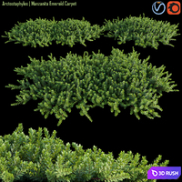 Arctostaphylos | Manzanita Emerald Carpet # 1
