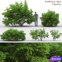 Elderberry | Sambucus nigra # 3
