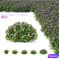 Spiraea japanese bushes | Spiraea japonica Little Princess