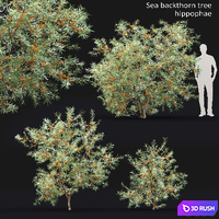 Sea Buckthorn | Hippophae # 2