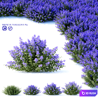 Fassen's Catcher | Nepeta fassenii # 2