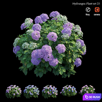 Hydrangea Plant set 25