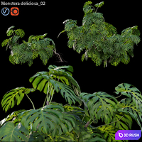 Monstera deliciosa 02