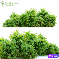 Schefflera bush