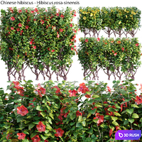 Chinese hibiscus - Hibiscus rosa-sinensis - 03