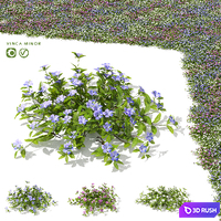 Small periwinkle bushes | Vinca minor