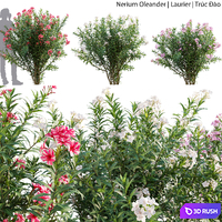Nerium Oleander - Laurier - Trúc Đào - 01