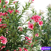 Nerium Oleander - Laurier - Trúc Đào - 01 3D Model Vray, Corona
