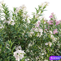 Nerium Oleander - Laurier - Trúc Đào - 01 3D Model Vray, Corona