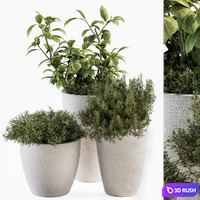 İndoor Plant Set 191 - Plant in pot