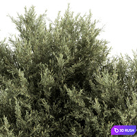 thumb image