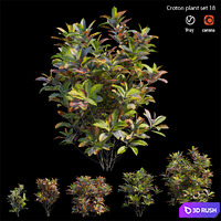 Croton plant set 18