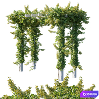 Virginia Creeper 08