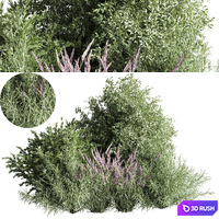Mixed_plant_and_bush_01