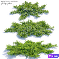 Myoporum parvifolium