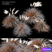 Dry miscanthus sinensis