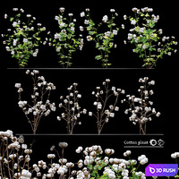 Cotton plant