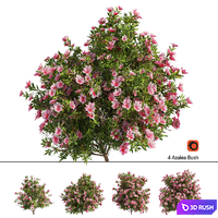 4 spring Azalea Flower Bush
