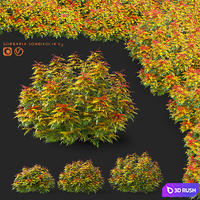 Fieldfare bushes | Sorbaria sorbifolia v3