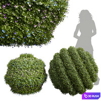 New Plant Bacopa Diffusa Sutera Decorative Ligustrum Quihoui Privet Pruned