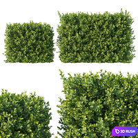 Boxwood 04